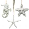 Floristik24 Decoration to hang starfish, seahorse 12cm 3pcs