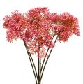 Floristik24 Elderflower branch pink 54.5cm 4pcs