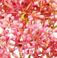 Floristik24 Elderflower branch pink 54.5cm 4pcs