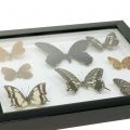 Floristik24 Showcase butterfly 28cm x 25cm