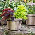 Floristik24 Wooden bucket planter wood country house style with handles Ø30cm