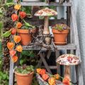 Wooden mushroom deco autumn leaves white, colorful autumn decoration Ø13cm H19cm | Floristik24.co.uk