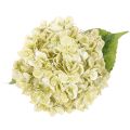 Artificial Hydrangea Flower with Long Stem and Green Leaves 60cm | Floristik24.co.uk