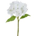 Floristik24 Hydrangea 35cm white