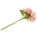 Floristik24 Hydrangea pink, cream 36cm