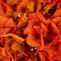 Preserved Hydrangea 60cm Long