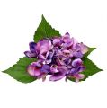 Floristik24 Hydrangea purple 33cm 1p