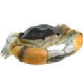 Floristik24 Sea creature, beach crab, maritime decoration orange-brown 31×25cm