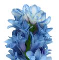 Floristik24 Hyacinth artificial blue, white 31cm 3pcs