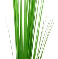 Floristik24 Isolepsisgrass light green 85cm 1p