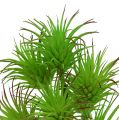 Floristik24 Cactus branches 20cm light green 3pcs
