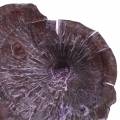 Floristik24 Kalix Mushroom Purple, White Washed 100pcs