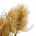 Floristik24 Dried flowers thistle natural 8 heads