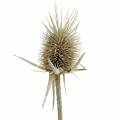 Floristik24 Wild cardoons washed white natural decoration 1kg