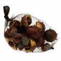Floristik24 Decorative chestnut assortment 5.5cm 24pcs