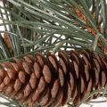 Artificial Pine Branch with Cones 93cm – Green | Floristik24.co.uk