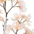 Floristik24 Cherry Blossom Branch Geeist Cream 51cm