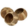 Floristik24 Coconut shell natural 5pcs