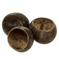 Floristik24 Coconut shells polished natural 5pcs