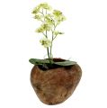 Floristik24 Coconut for planting nature 16cm x 22cm H14cm
