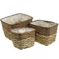 Floristik24 Plant basket, natural container for planting, square flower bowl natural L29.5/26/23cm H21/19/16cm set of 3