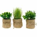Floristik24 Herbs in pots Artificial kitchen herbs Chives, basil and lettuce 3pcs