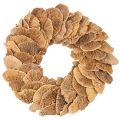Floristik24 Natural Baumschwamm Wreath for Wall or Door Decoration, 37cm