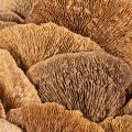Natural Baumschwamm Wreath for Wall or Door Decoration, 37cm | Floristik24.co.uk