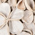 Natural Dried Lotus Flower Wreath 35cm for Indoor Decoration | Floristik24.co.uk