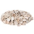 Natural Dried Lotus Flower
