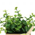 Floristik24 Herbs in paper pot 3pcs