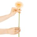 Artificial Gerbera Flowers Apricot 47cm 6pcs | Floristik24.co.uk