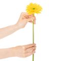 Artificial Gerbera Flowers, Sunny Yellow, Garden Flower, 47cm, 6 Pieces | Floristik24.co.uk