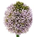 Floristik24 Artificial flowers allium purple Ø10cm L65cm