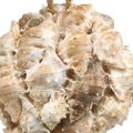 Floristik24 Deco ball snail shells shells deco hanging nature Ø12cm