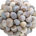 Floristik24 Deco ball sea snail shell ball natural decoration maritime Ø19cm