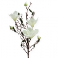 Floristik24 Magnolia branch artificial cream 90cm