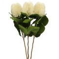 Floristik24 Artificial flowers, Banksia, Proteaceae Cream white L58cm H6cm 3pcs