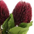 Floristik24 Artificial flowers, Banksia, Proteaceae wine red L58cm H6cm 3pcs