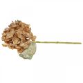 Floristik24 Artificial hydrangea dried up Drylook autumn decoration L33cm