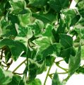 Floristik24 Artificial plants Ivy 100cm