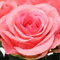 Floristik24 Art rose filled cream, pink Ø6cm L37cm 6pcs