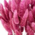 Floristik24 Lagurus Dried Rabbit Tail Grass Purple 65-70cm 100g