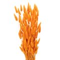 Floristik24 Lagurus Bunch Dried Bunny Tail Grass 70 cm 100g in Orange Tones