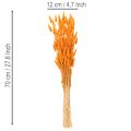 Lagurus Bunch Dried Bunny Tail Grass 70 cm 100g in Orange Tones | Floristik24.co.uk