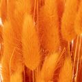 Lagurus Bunch Dried Bunny Tail Grass 70 cm 100g in Orange Tones | Floristik24.co.uk
