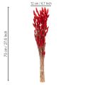 Red Dried Lagurus Bouquet 70cm 100g for Indoor Decoration | Floristik24.co.uk