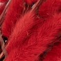 Red Dried Lagurus Bouquet 70cm 100g for Indoor Decoration | Floristik24.co.uk