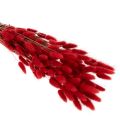 Red Dried Lagurus Bouquet 70cm