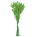Floristik24 Decorative Grass Apple Green Lagurus 100gr